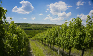 A Decade of Changes of Bioclimatic Indices in Europe