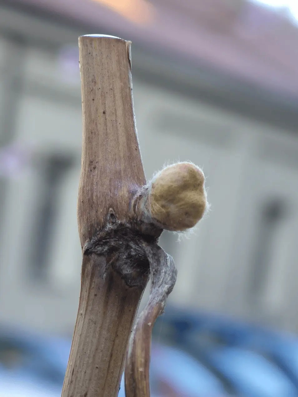 pupoljak, budbreak, fenolosko stanje loze u vinogradu