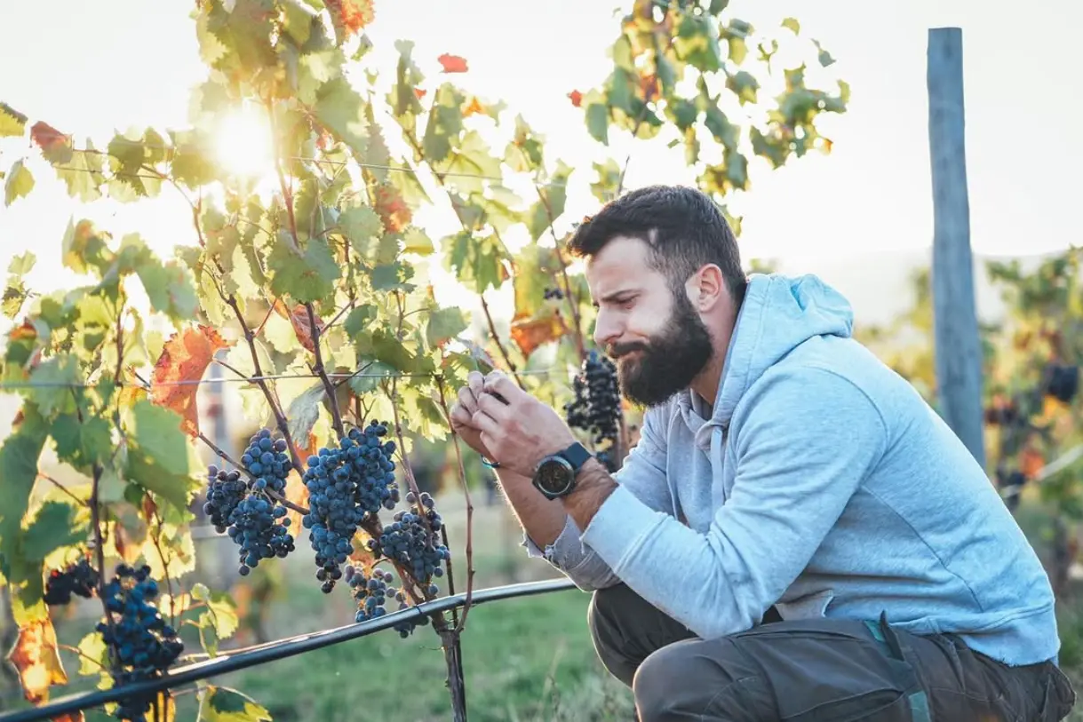 vinogradar u vinogradu, organski vinograd