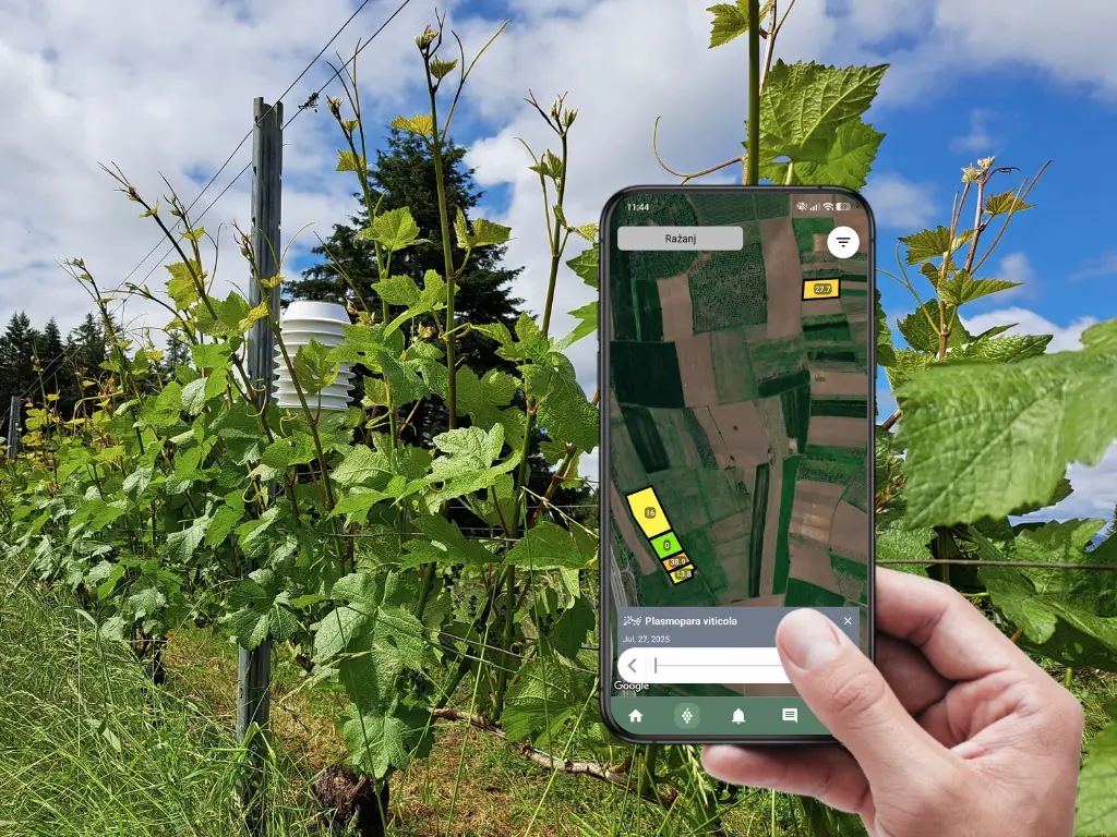 Winessense aplikacija i senzor u vinogradu, u ruci vinogradara, na ekranu aplikacije prikazana je Plasmopara viticola