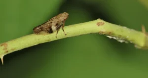 Američki cvrčak vinove loze (Scaphoideus titanus) – odrasla jedinka.