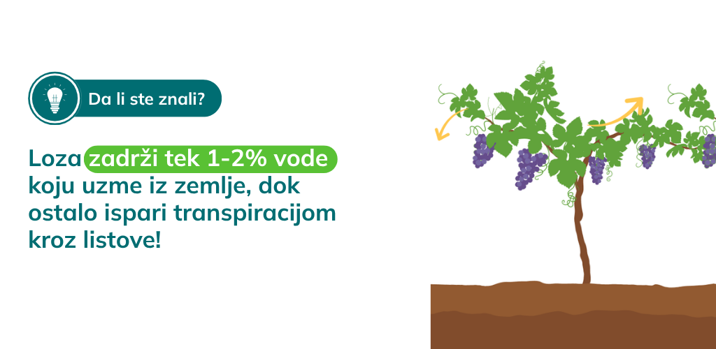 loza i transpiracija vode kroz listove
