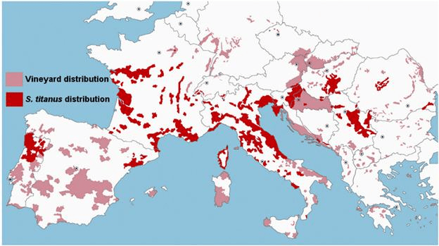 mapa_americka cikada_evropa