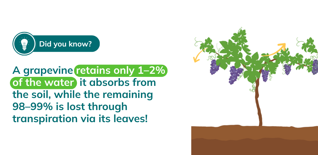 grapevine transpiration