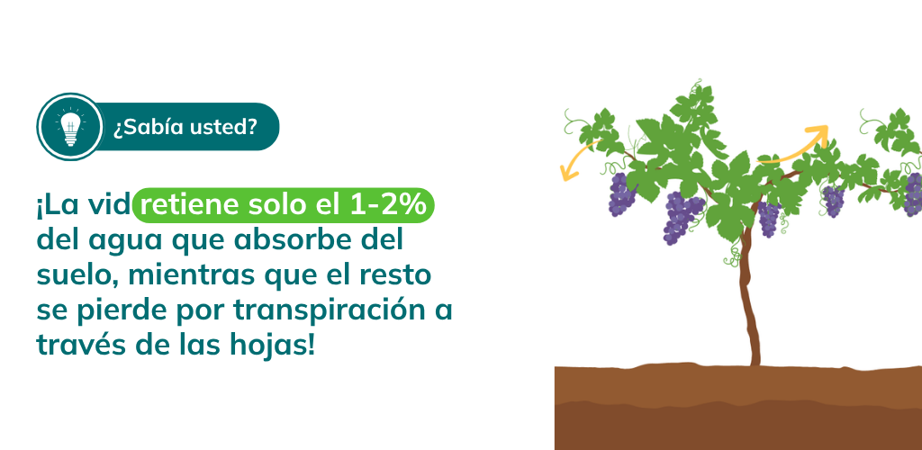 ¡La vid retiene solo el 1-2% del agua que absorbe del suelo, mientras que el resto se pierde por transpiración a través de las hojas!